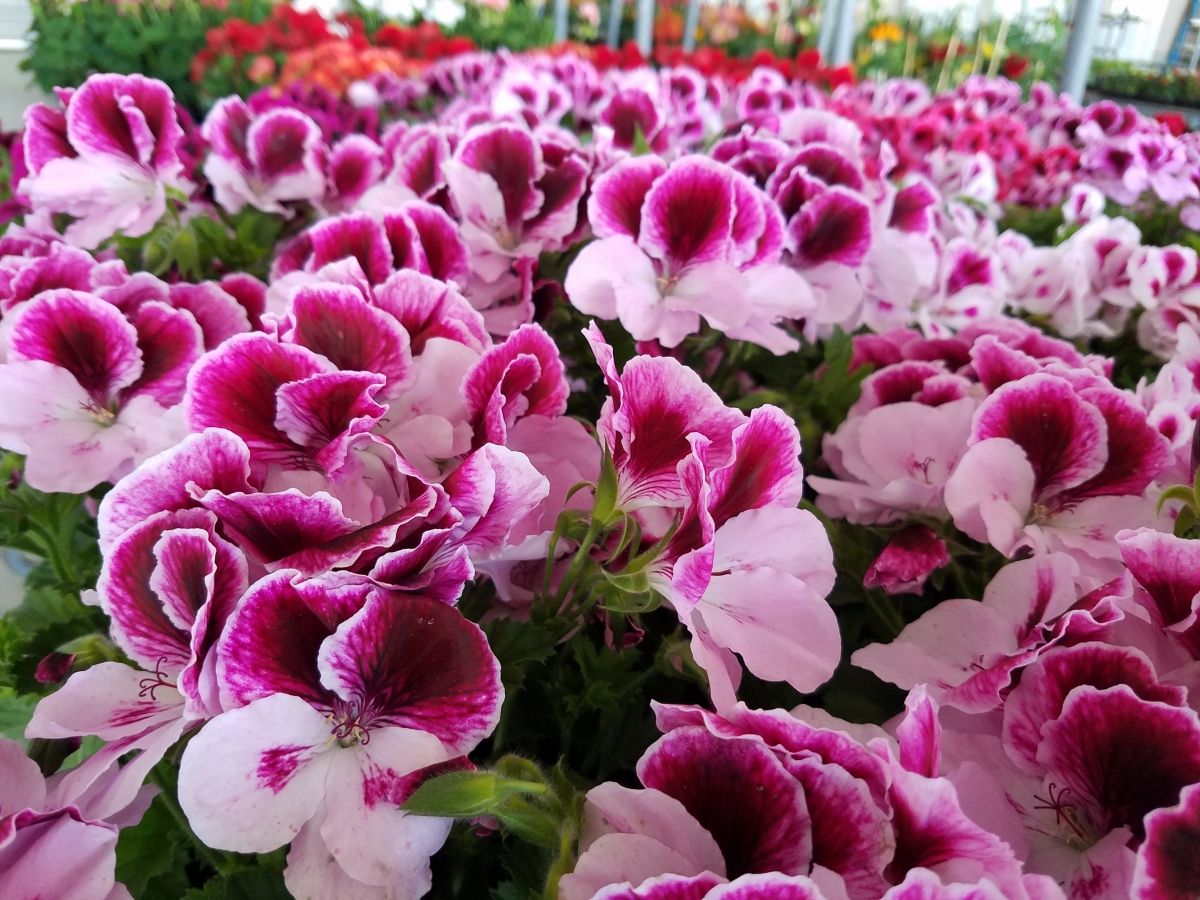 20170426_130658 Shenandoah Valley Produce Auction