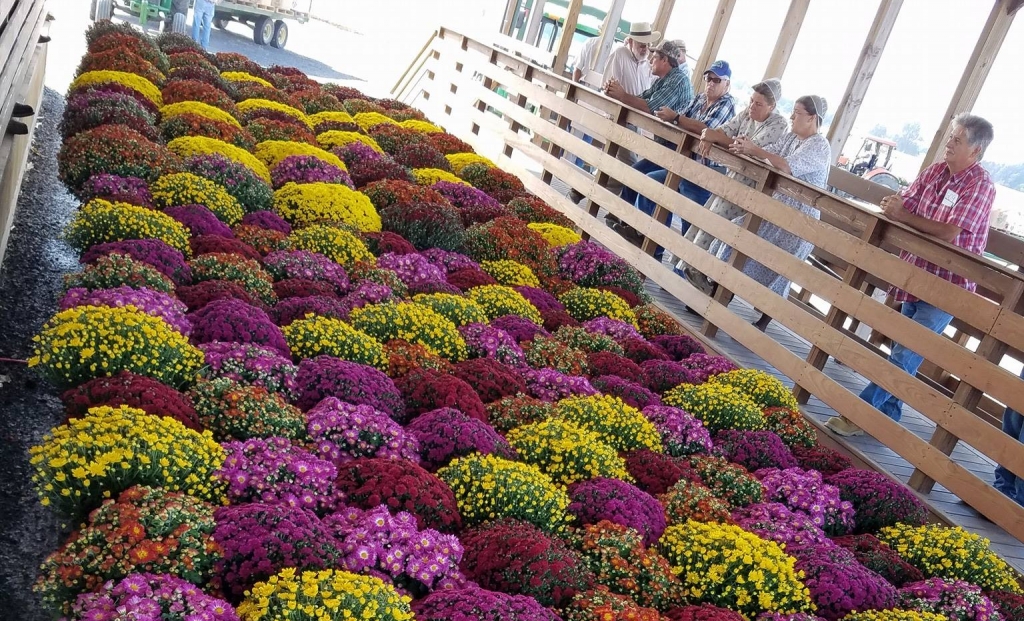 mennonitesandmums Shenandoah Valley Produce Auction